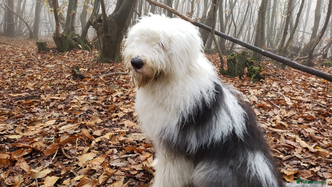 Old English Sheepdog dogs for sale: Old English Sheepdog Puppies  - Image 4