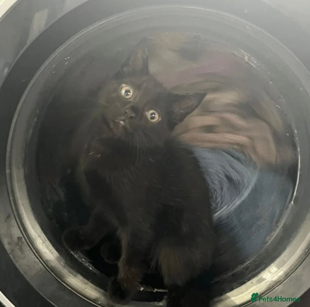Mixed Breed cats for sale: Ready now beautiful boy chipped - Image 3