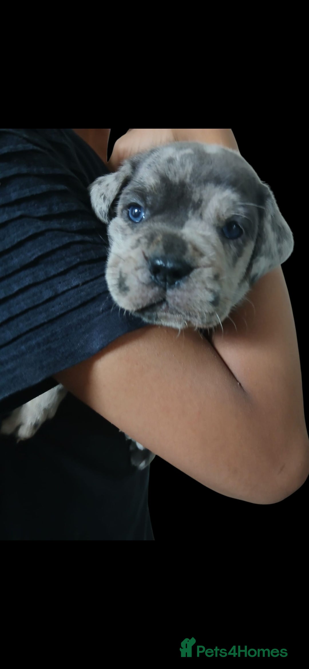 Mixed Breed dogs for sale: Beautiful Molesser Mastiff pups - Image 7