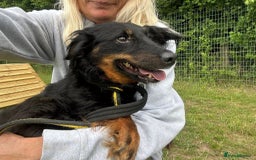 Mixed Breed dogs for adoption: Paige - Norwich Norfolk  - Image 10