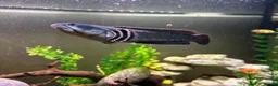 Other/Mixed Breed fish for sale: Peacock Snakehead - Advert 2