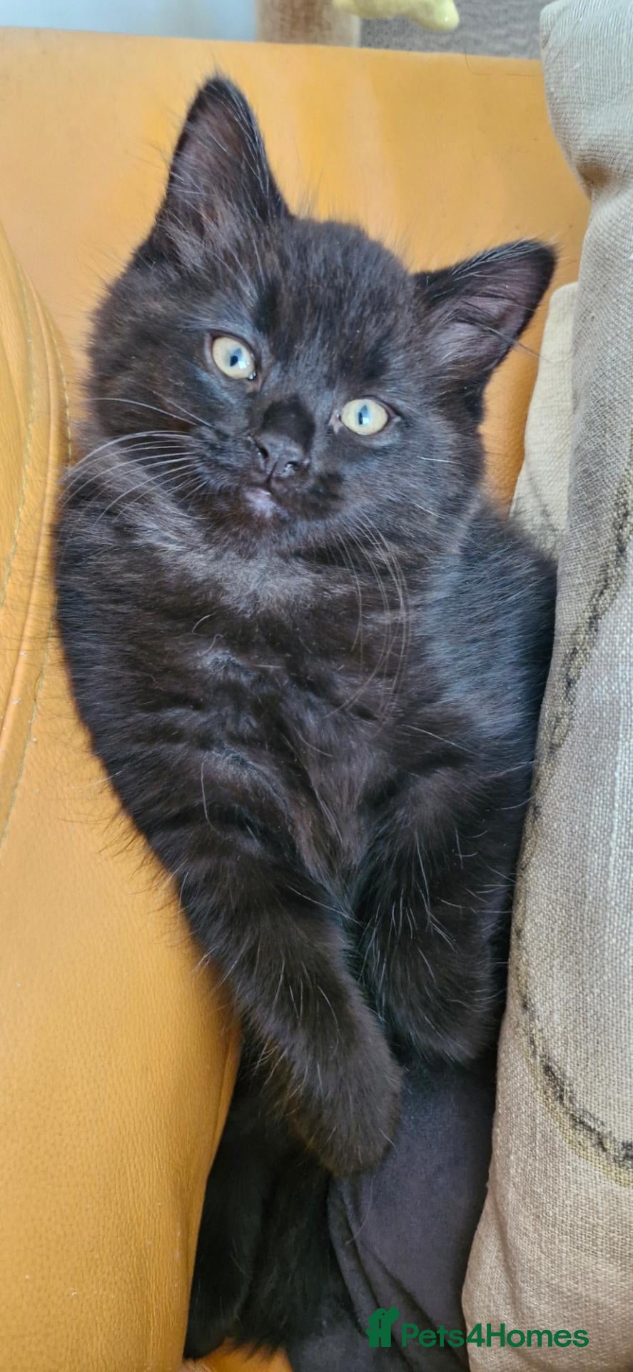 Mixed Breed cats Ragdoll Mix Kittens – Delivery Available - Advert 1