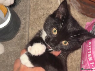 British Shorthair cats Mixed British Shorthair - Advert 2