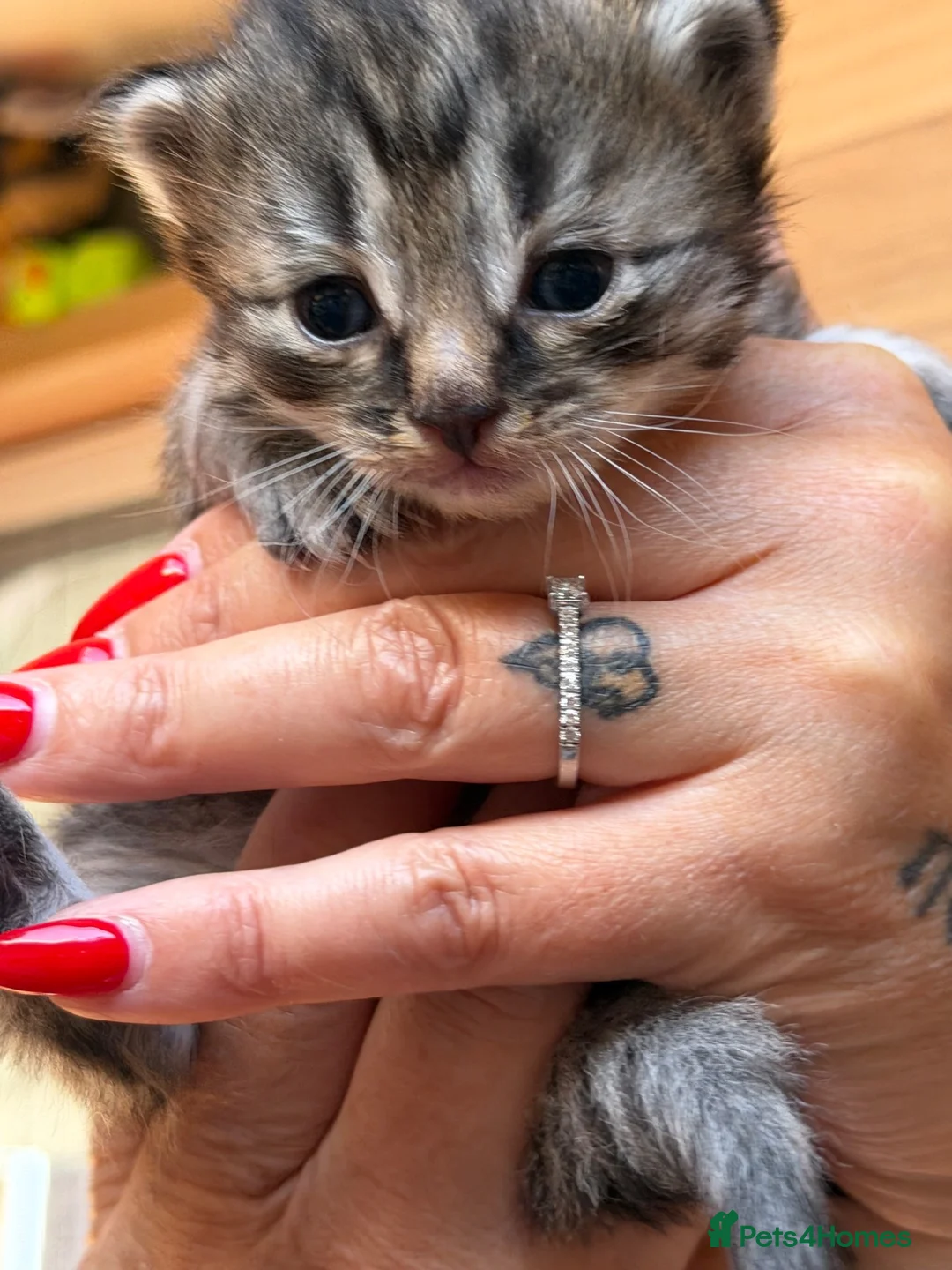 Ragdoll cats for sale: Ragdoll cross kittens in Cheltenham - Advert 2