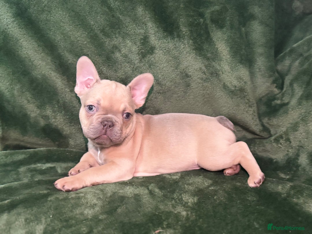 French Bulldog dogs for sale:  KC Registered French Bulldog Puppies - Advert 4