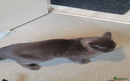 British Shorthair cats for sale: British Shorthair boy - Advert 3