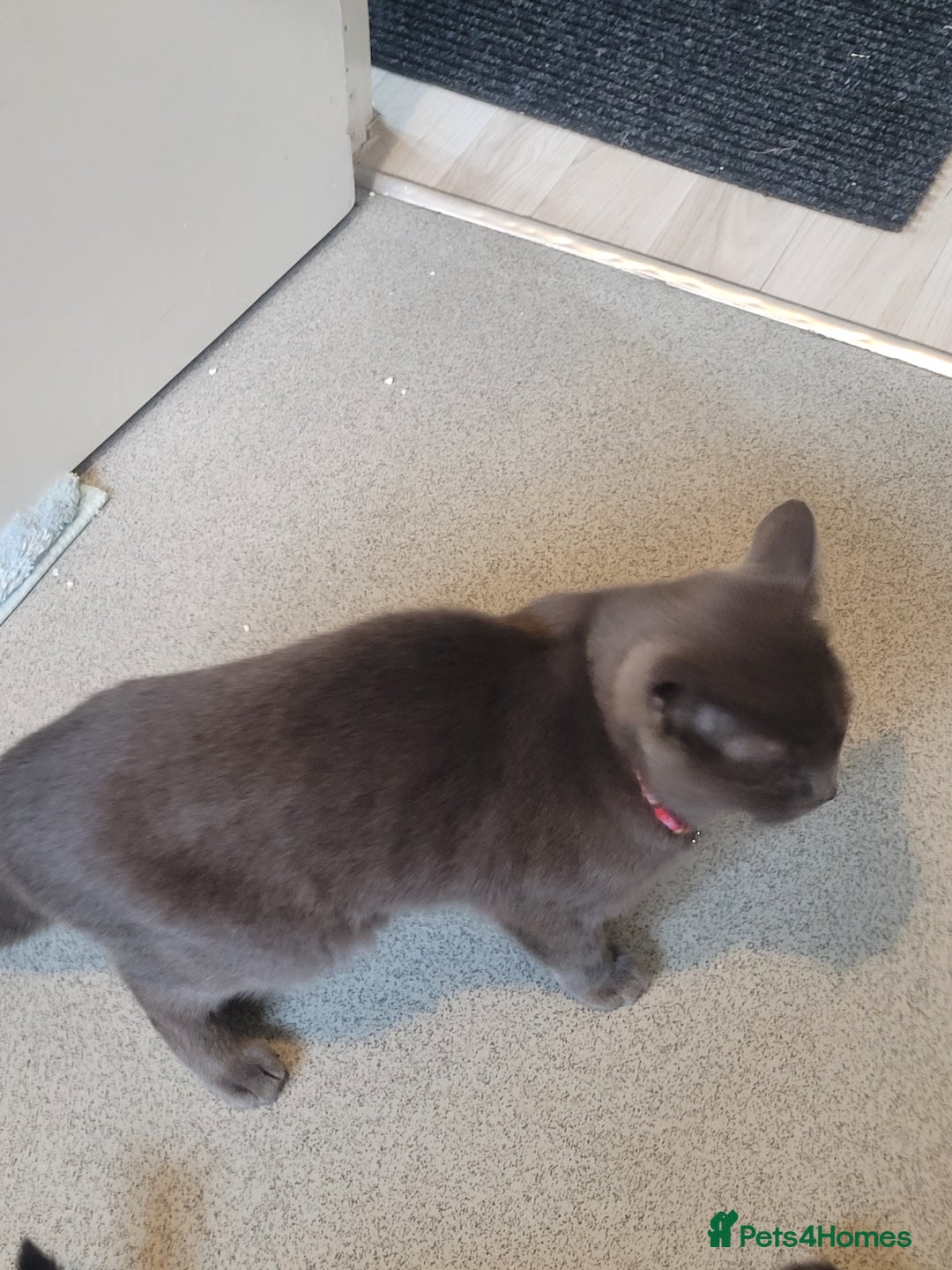 British Shorthair cats for sale: British Shorthair boy - Advert 3