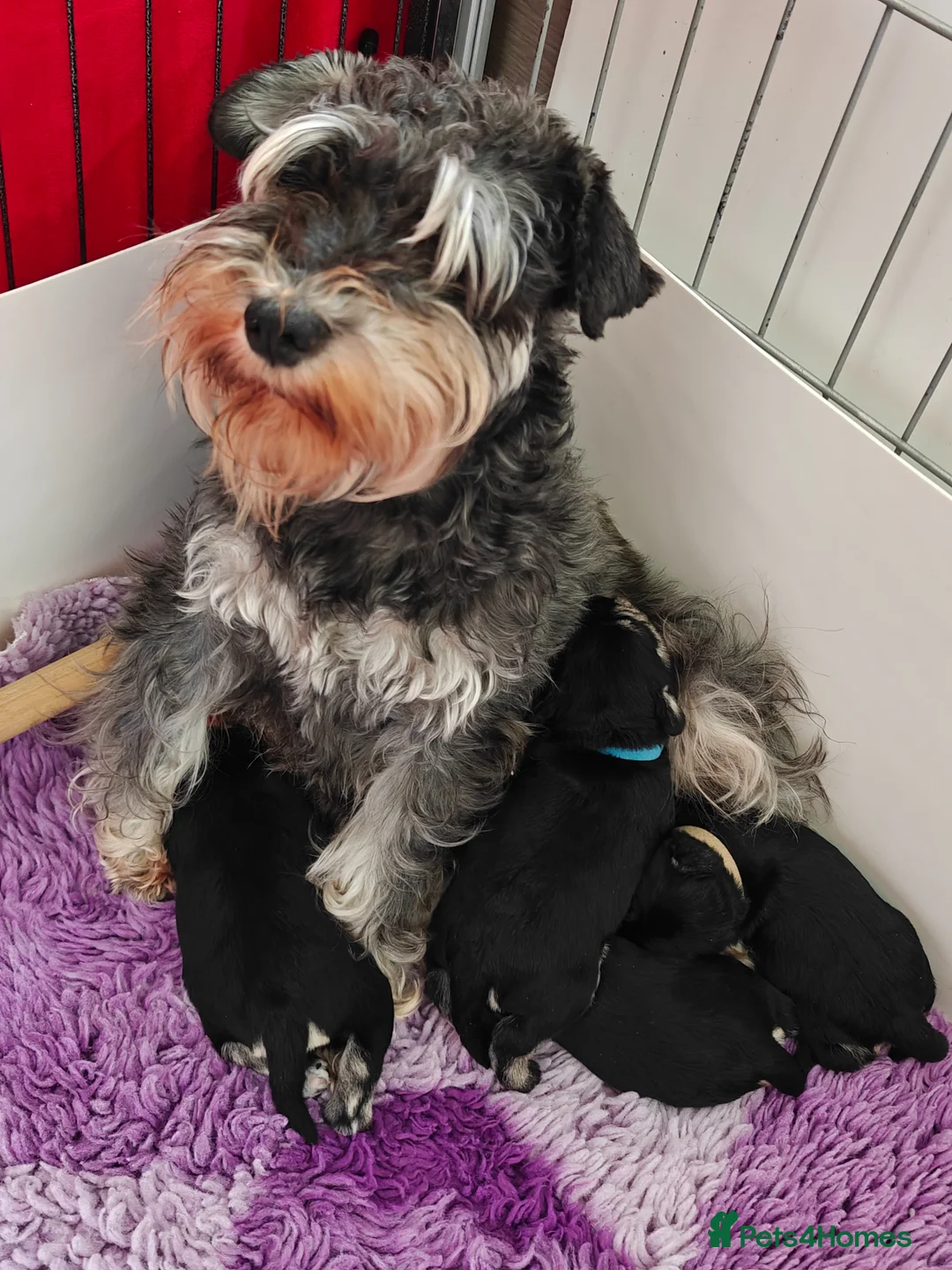 Miniature Schnauzer dogs for sale: Beautiful Miniature schnauzer pups. Black/silver  - Advert 2
