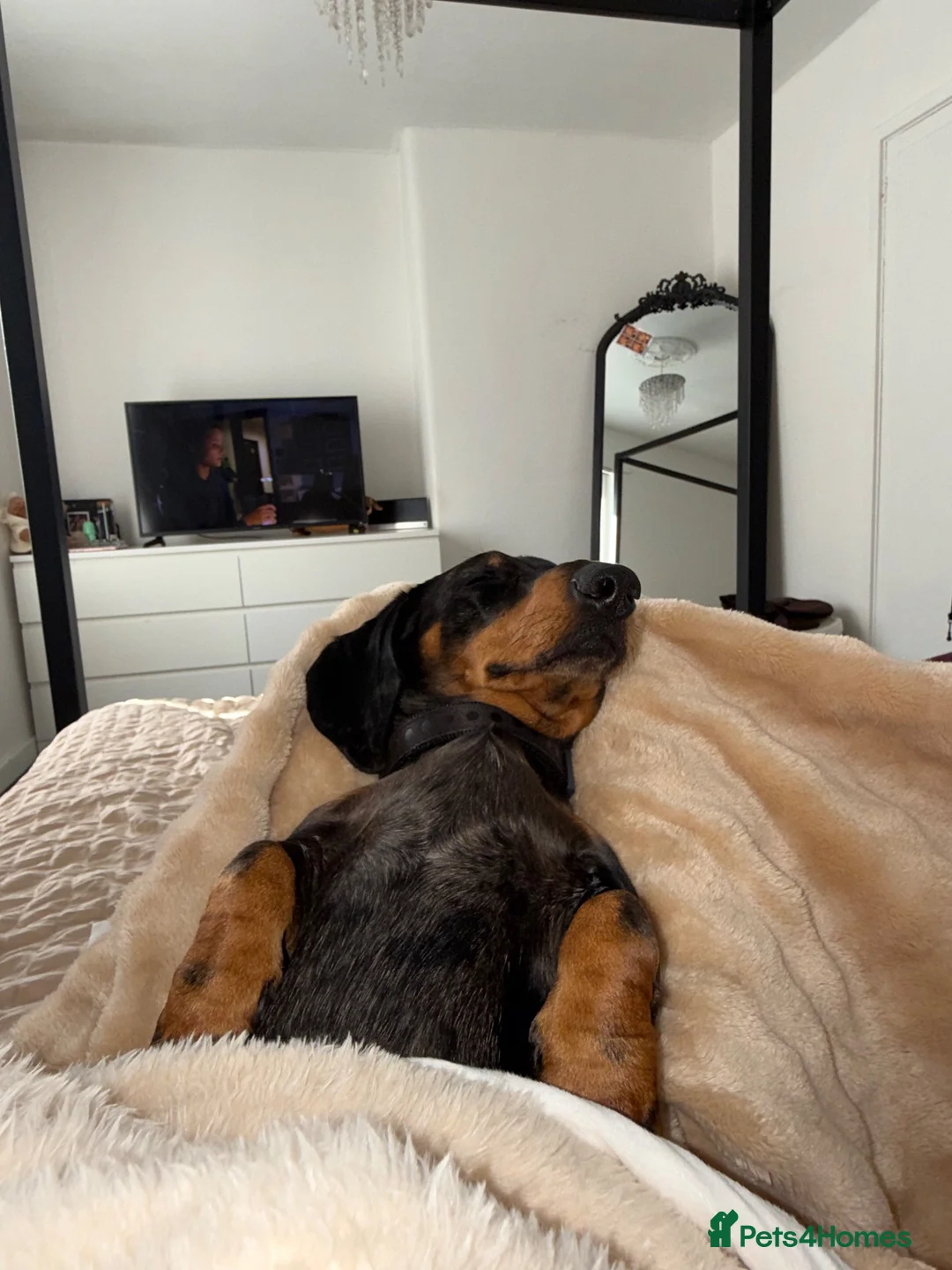 Miniature Dachshund dogs for sale: 🐾 Our Little Dusty — Loving Home Wanted 🐾 in Glasgow - Advert 2