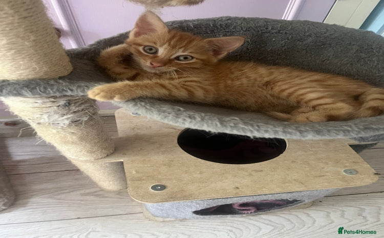 Munchkin cats - Advert 1