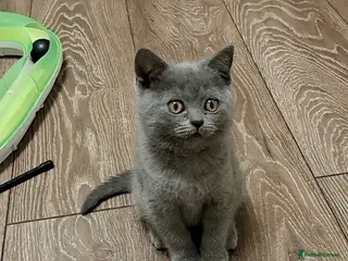 British Shorthair cats BSH + SFS KITTENS ARE READY TO GO NOW - Advert 3