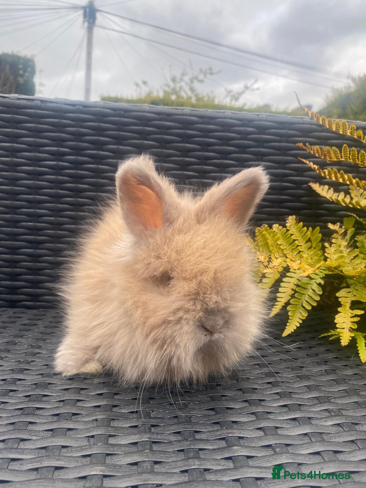 Angora rabbits Pure bred Angora bunnies £195 - Advert 5