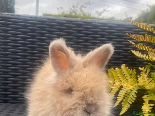 Angora rabbits Pure bred Angora bunnies £195 - Advert 5