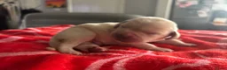 Labrador Retriever dogs for sale: Labrador puppies. PLEASE READ DESCRIPTION.  - Advert 4
