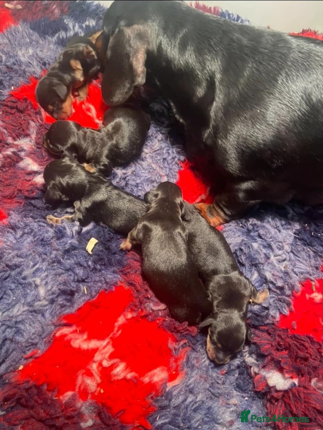 Miniature Dachshund dogs for stud: Beautiful Cream Long Hair for stud in Motherwell - Image 7