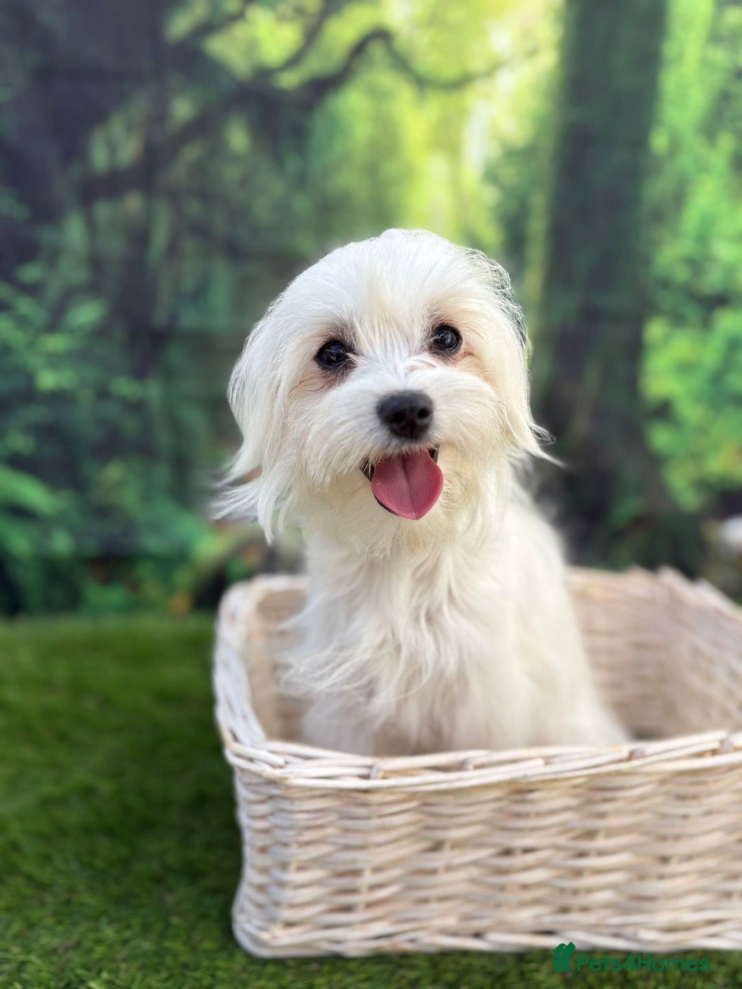 Maltese dogs for sale:  Maltese looking for a new home only 1 boy left - Image 6