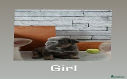 French Bulldog dogs for sale: Fluffy French bulldog  - Image 3