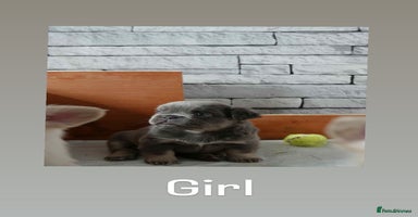 French Bulldog dogs - Advert 13