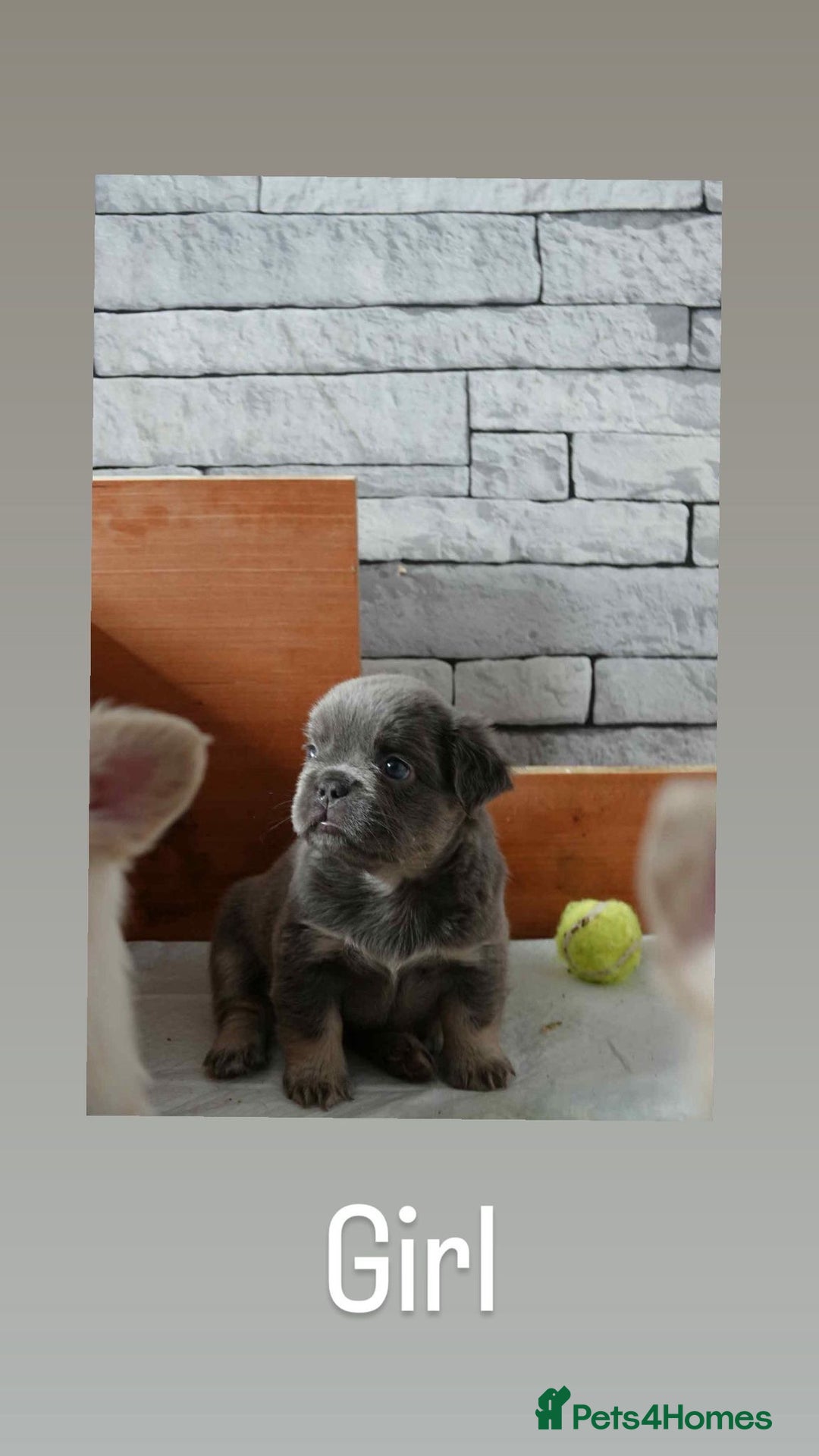 French Bulldog dogs for sale: Fluffy French bulldog  - Image 3