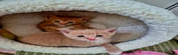 Mixed Breed cats for sale: Beautiful Playful Ginger & Tri-Colour Kittens 🐾 - Advert 2