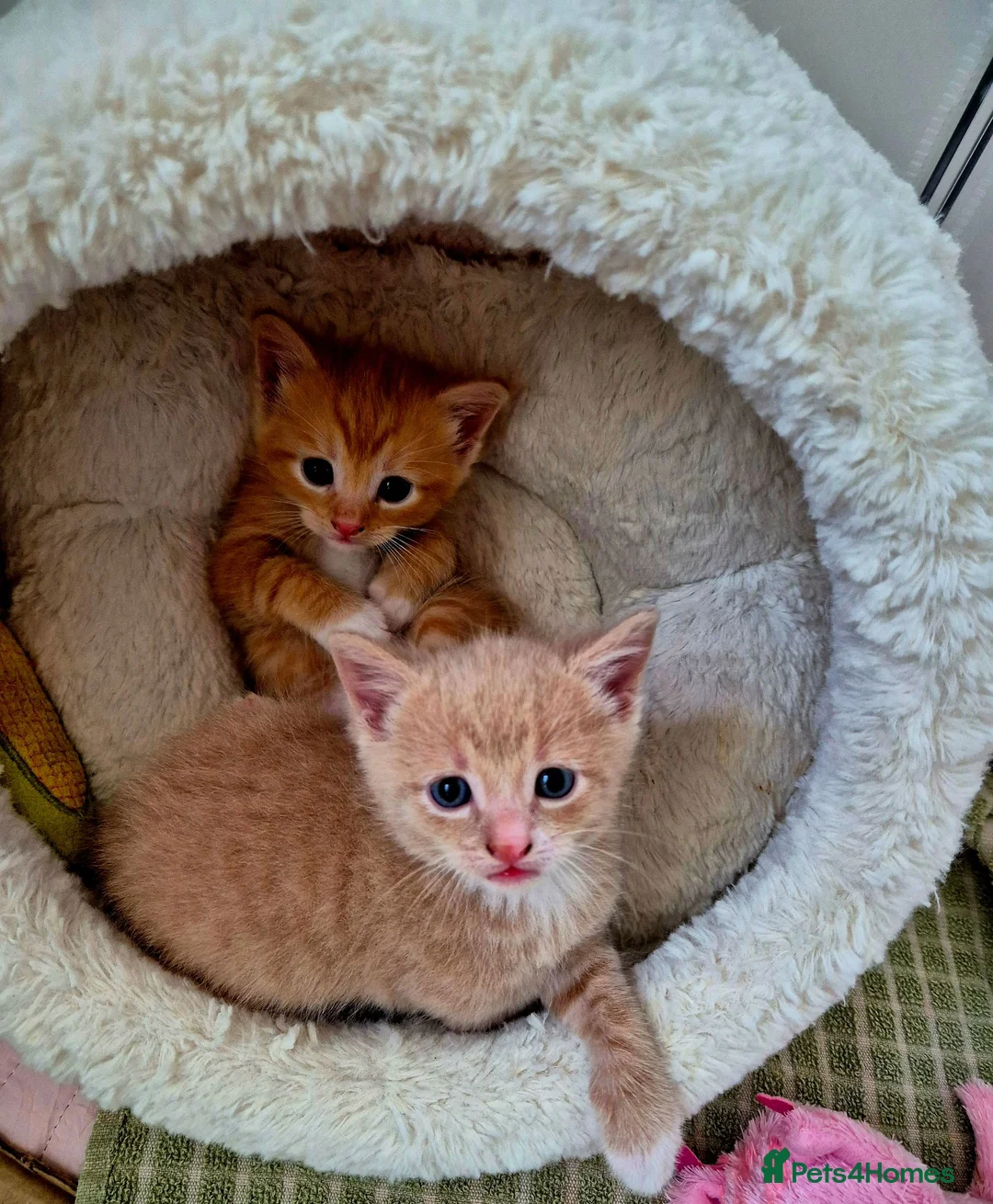 Mixed Breed cats for sale: Beautiful Playful Ginger & Tri-Colour Kittens 🐾 - Advert 2
