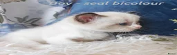 Ragdoll cats for sale: GCCF REGISTERED BEAUTIFUL RAGDOLLS KITTENS  - Advert 21