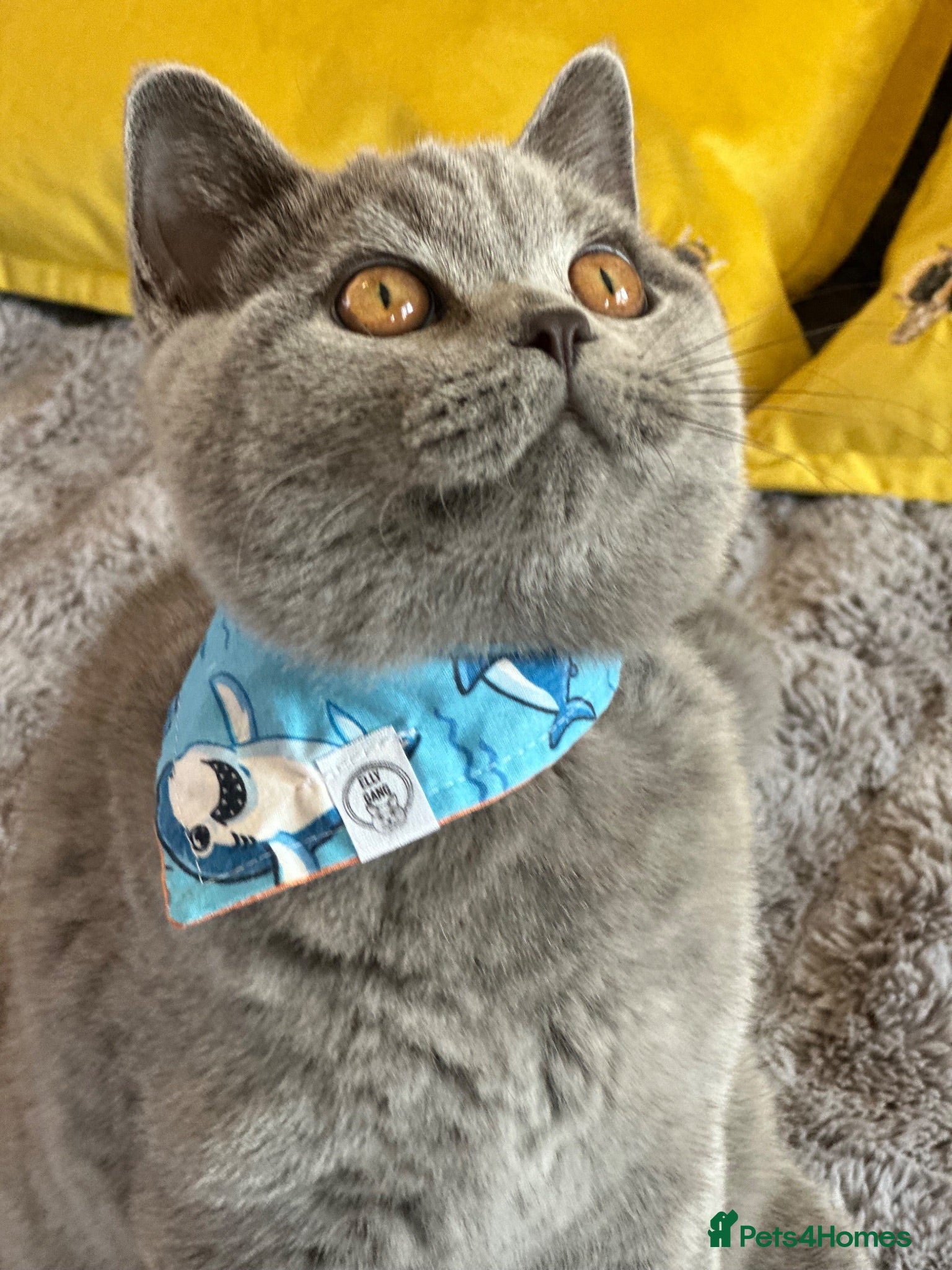 British Shorthair cats for sale: Gccf registered kittens  - Advert 3