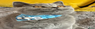 British Shorthair Kitten 1 available 