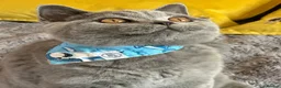 British Shorthair cats for sale: Gccf registered kittens  - Advert 19
