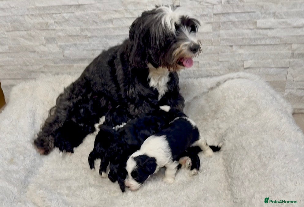 Mixed Breed dogs Fab❤️ Tibetan terrier X Miniature poodle puppies❤️ - Advert 2