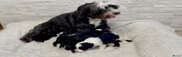Mixed Breed dogs for sale: Fab❤️ Tibetan terrier X Miniature poodle puppies❤️ - Advert 3