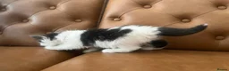 Persian cats for sale: Beautiful Persian Kittens Ready for Forever Homes - Advert 34