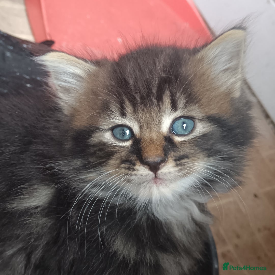British Shorthair cats for sale: Cute Adorable baby kittens!!!  - Image 6