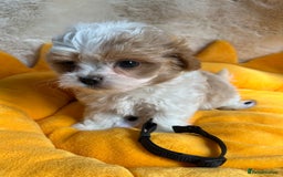 Maltipoo dogs for sale: Stunning Malticavapoo puppies NORTH STAFFORDSHIRE - Image 6