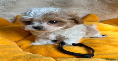 Maltipoo dogs - Advert 15