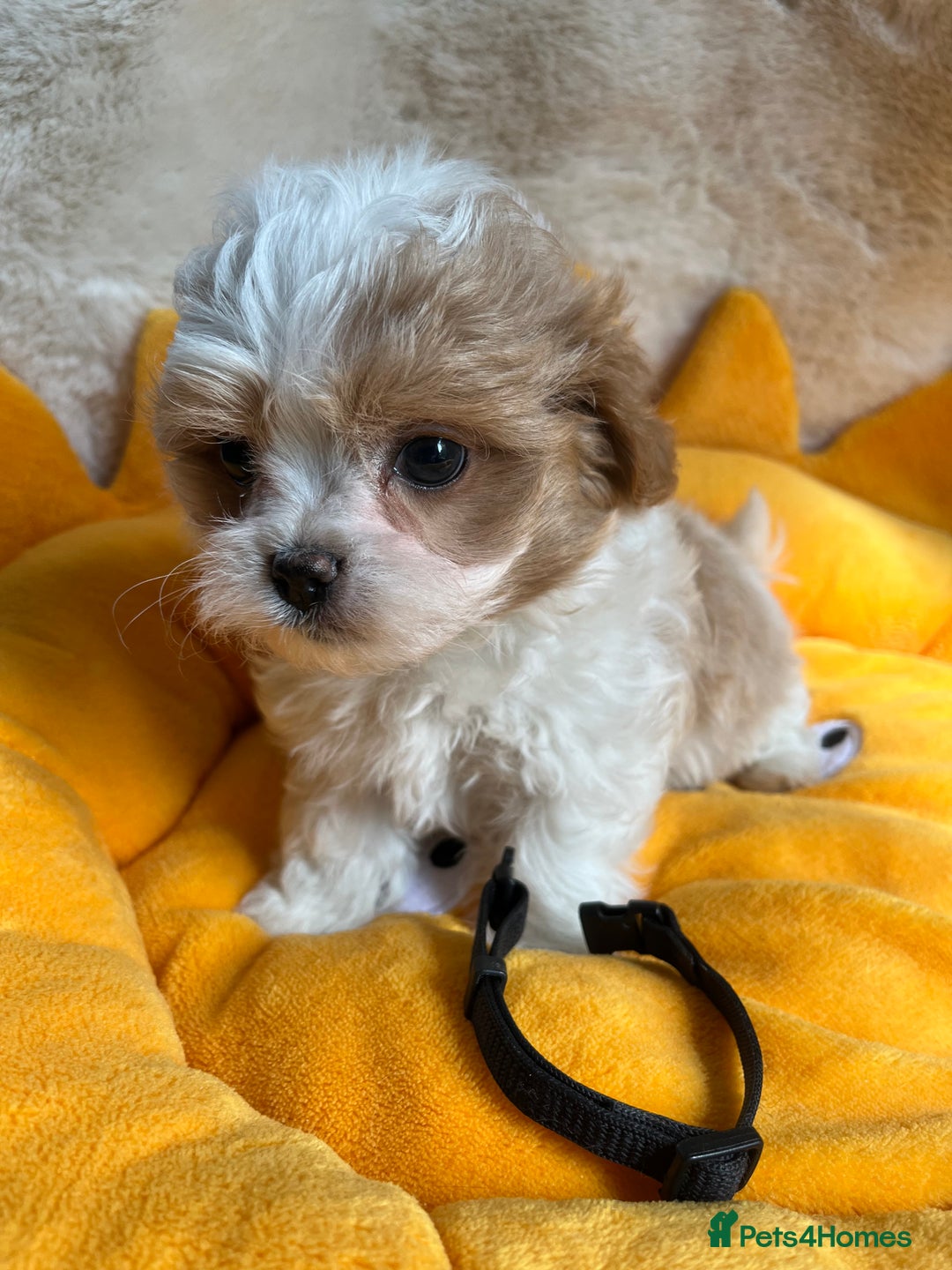 Maltipoo dogs for sale: Stunning Malticavapoo puppies NORTH STAFFORDSHIRE - Image 6