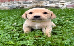 Labrador Retriever dogs for sale: Outstanding KC Registered Labrador Puppies - Image 6