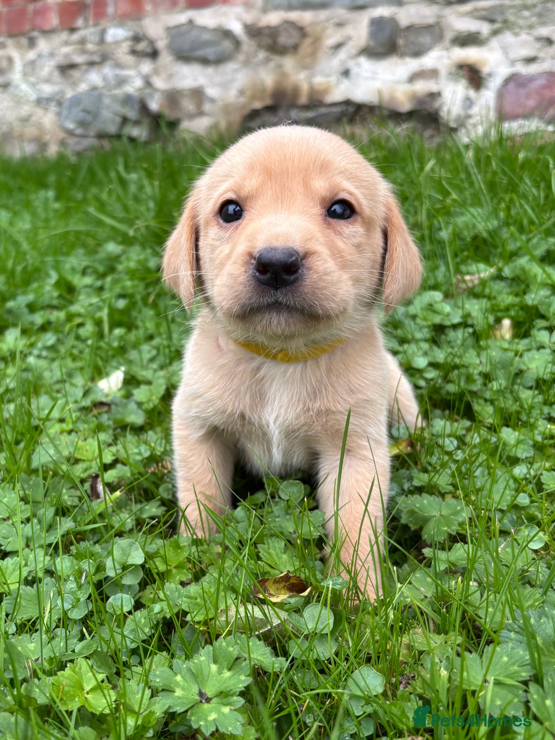 Labrador Retriever dogs for sale: Outstanding KC Registered Labrador Puppies - Image 6