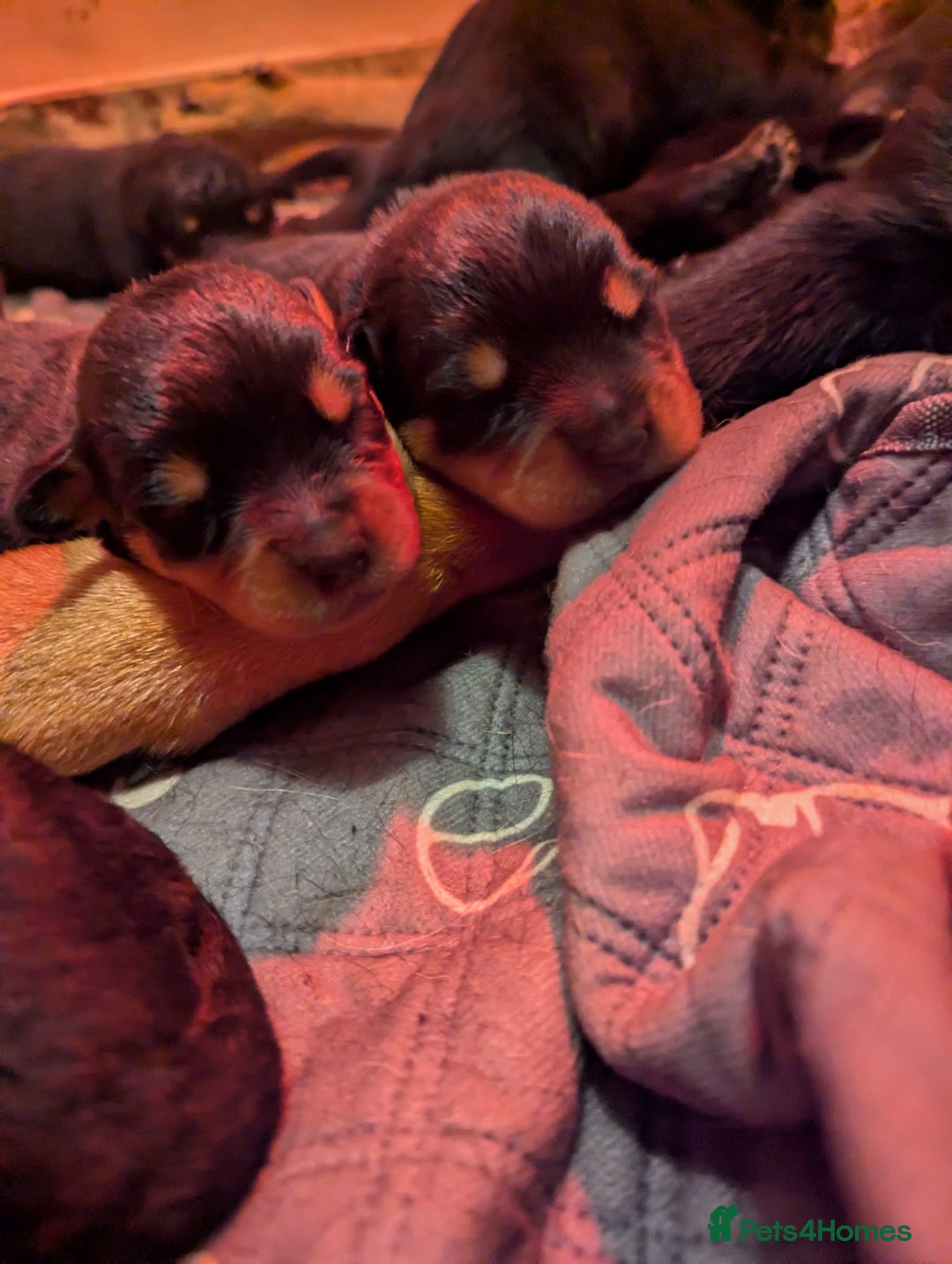 Rottweiler dogs for sale: 🐾 Stunning KC Registered Rottweiler Puppies  - Advert 4