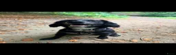Mixed Breed dogs for sale: MILO  - Advert 1