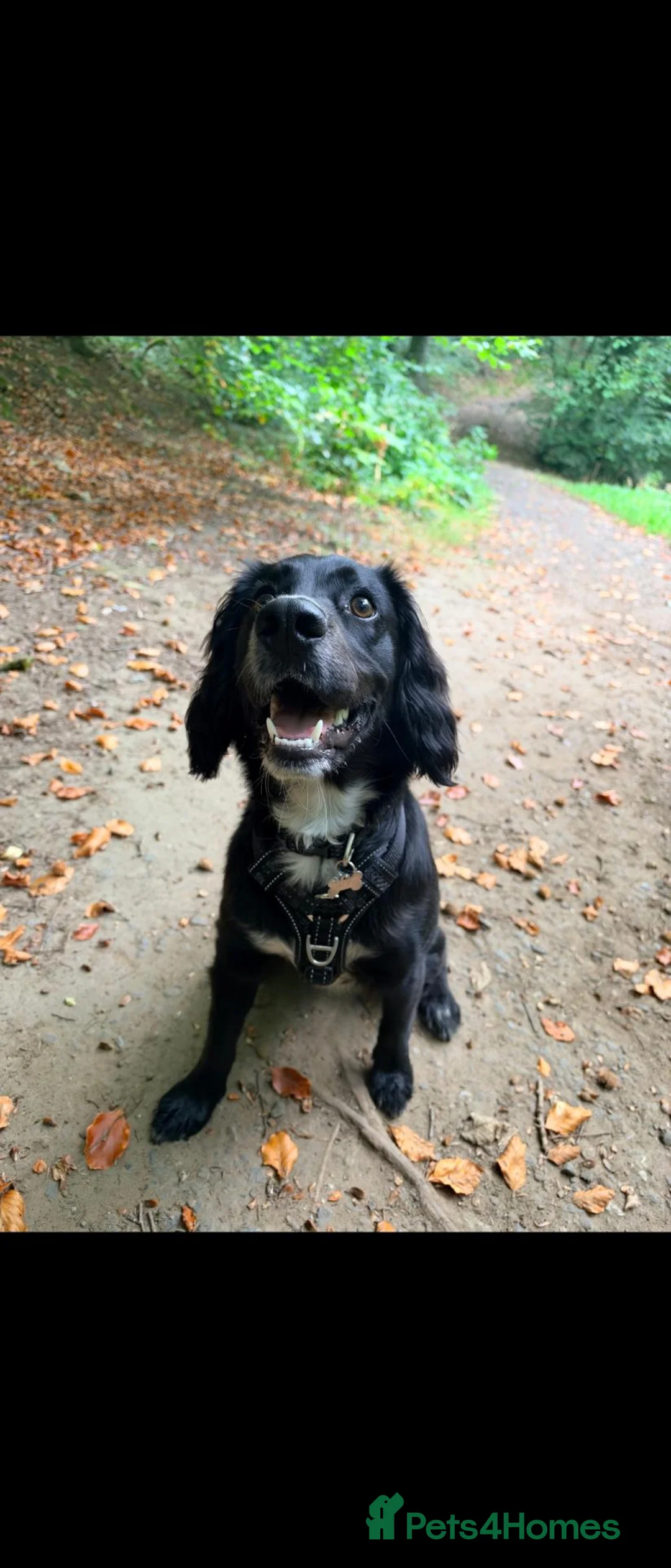 Mixed Breed dogs for sale: MILO  - Advert 1