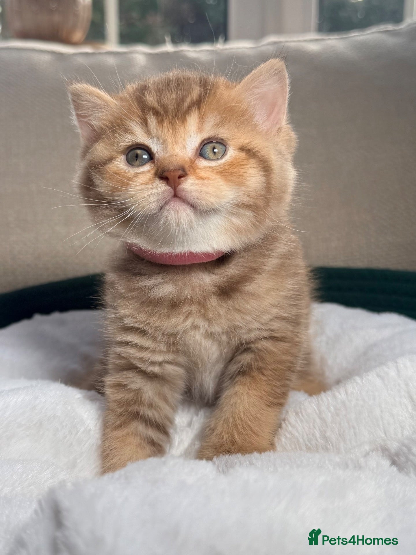 British Shorthair cats Chocolate golden kittens  - Advert 13