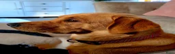 Labrador Retriever dogs for sale: Beautiful Labrador - Advert 8