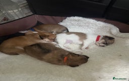 Chihuahua dogs for sale: Chiuahua Puppies - Advert 6