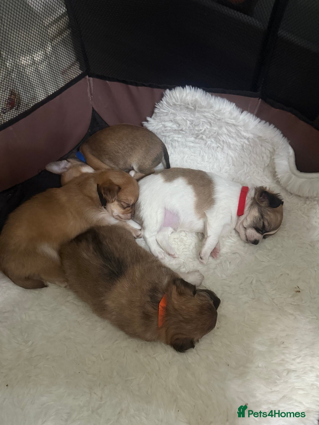 Chihuahua dogs for sale: Chiuahua Puppies - Advert 6