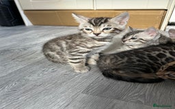 Bengal cats for sale: 🐾 Kittens Looking for a Loving Home! 🐾 - Image 10