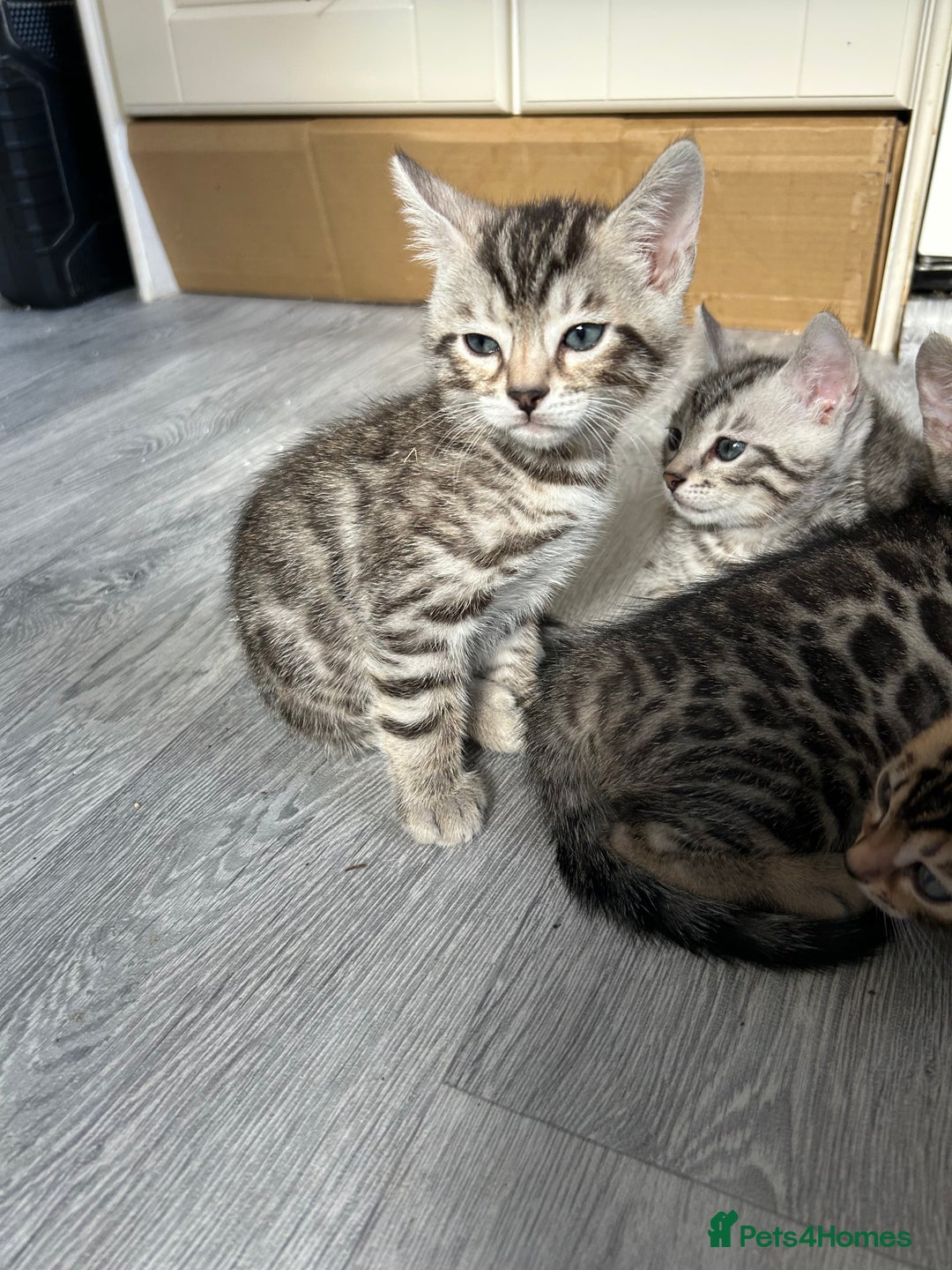 Bengal cats for sale: 🐾 Kittens Looking for a Loving Home! 🐾 - Image 10