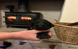 Mixed Breed dogs for sale: German wirehaired pointer x German wirehaired/Lab - Image 12