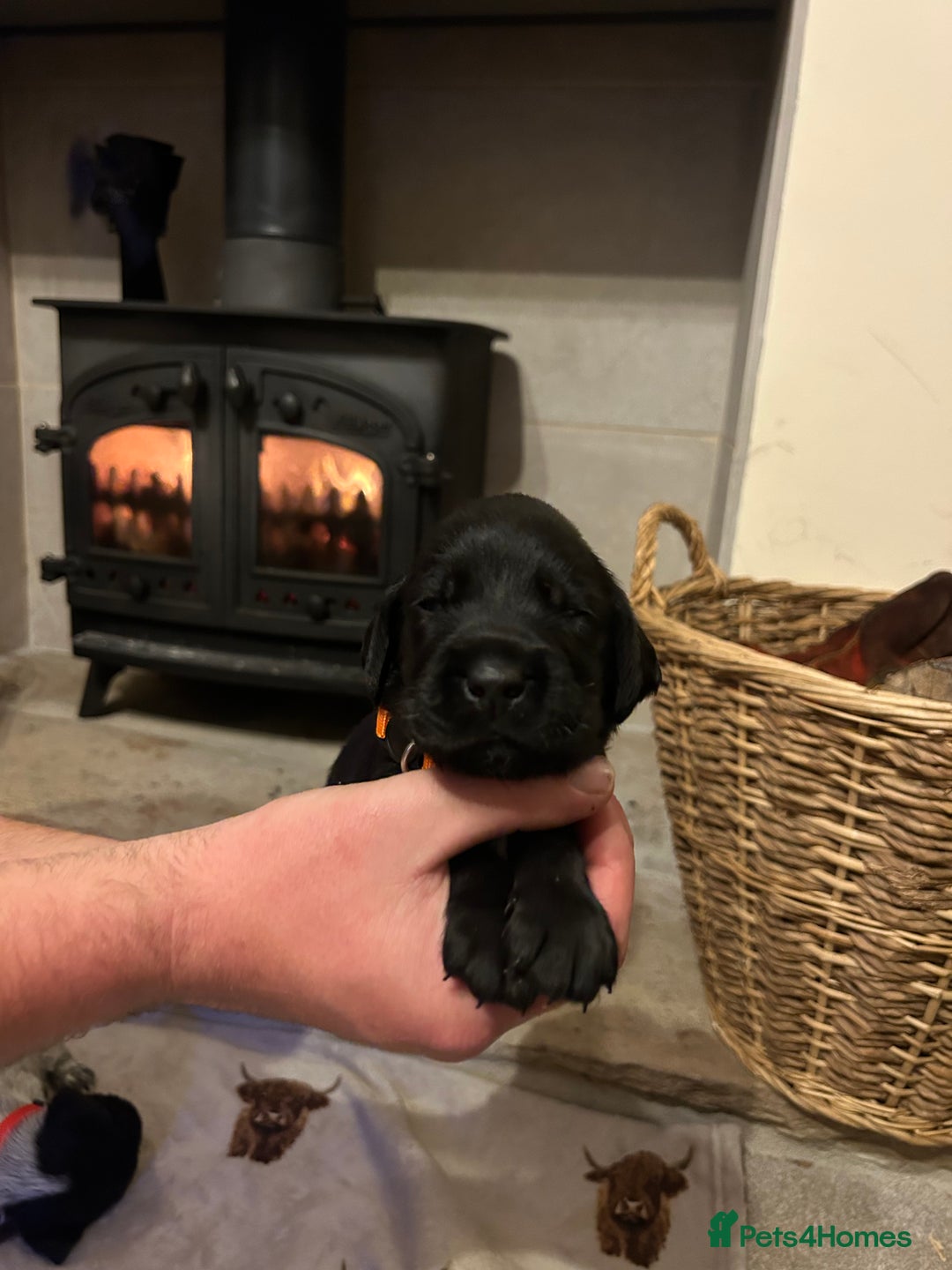 Mixed Breed dogs for sale: German wirehaired pointer x German wirehaired/Lab - Image 12