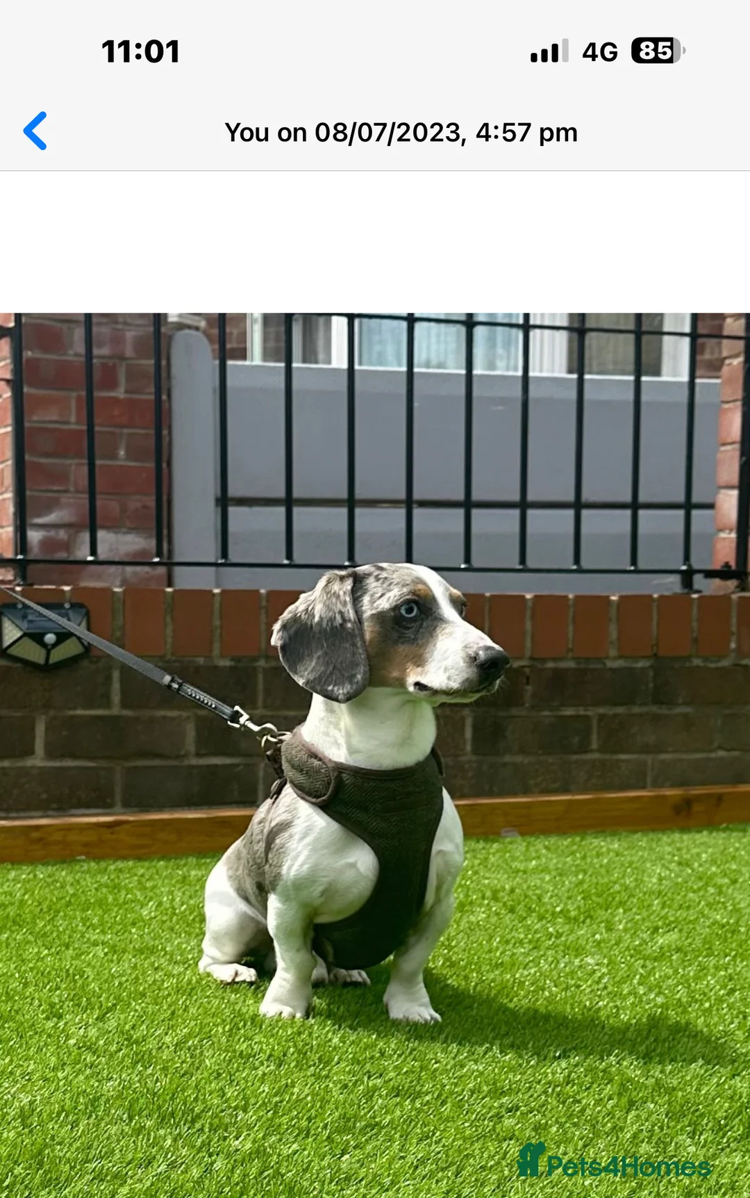 Miniature Dachshund dogs for stud: BLUE DAPPLE PIEBALD STUD CARRYING LONG HAIR CHOCO in Liverpool - Advert 2